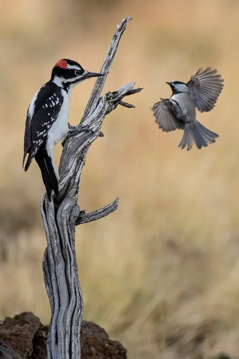 Framed Print : USA, Oregon, Bend, Downy woodpecker, Dryobates pubescens, with Chickadee Framed Print : USA, Oregon, Bend, Downy woodpecker, Dryobates pubescens, with Chickadee