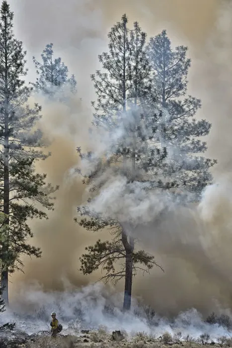 Framed Print : USA, Oregon, Bend, Forest fire Framed Print : USA, Oregon, Bend, Forest fire