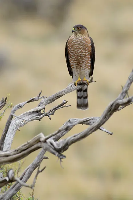 Framed Print : USA, Oregon, Bend, Rancho las Hierbas, Accipiter cooperii, Cooper's Hawk, bird Framed Print : USA, Oregon, Bend, Rancho las Hierbas, Accipiter cooperii, Cooper's Hawk, bird