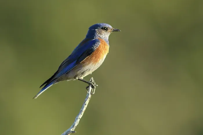 Framed Print : USA, Oregon, Bend, Rancho Las Hierbas, Sialia mexicana, western Bluebird Framed Print : USA, Oregon, Bend, Rancho Las Hierbas, Sialia mexicana, western Bluebird