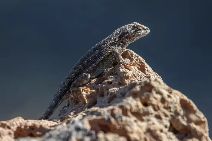 Framed Print : USA, Oregon, Bend, Rancho las Hierbas, Sagebrush lizard, Sceloporus graciosus Framed Print : USA, Oregon, Bend, Rancho las Hierbas, Sagebrush lizard, Sceloporus graciosus