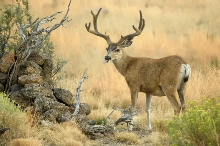 Framed Print : USA, Oregon, Bend, Rancho Las Hierbas, Odocoileus hemionus, Mule deer, buck Framed Print : USA, Oregon, Bend, Rancho Las Hierbas, Odocoileus hemionus, Mule deer, buck