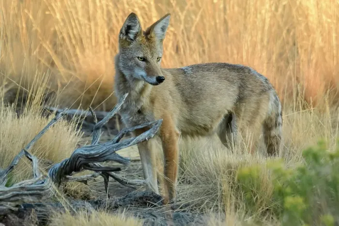 Framed Print : USA, Oregon, Canis latrans, Coyote Framed Print : USA, Oregon, Canis latrans, Coyote