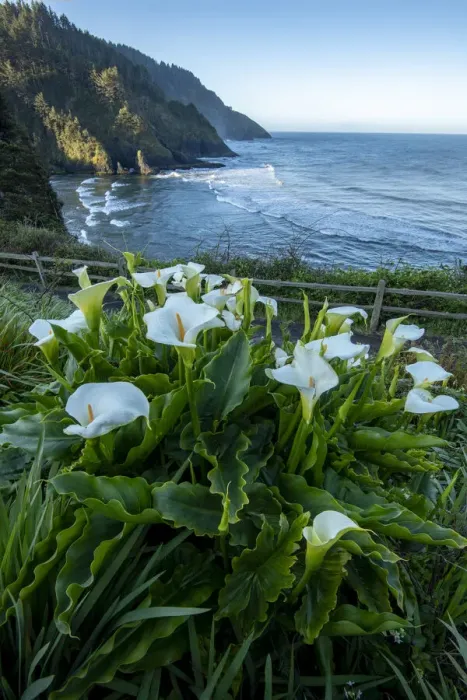 Framed Print : USA, Oregon Coast, Oregon, Lane County. Yachats, Heceta Head Light Framed Print : USA, Oregon Coast, Oregon, Lane County. Yachats, Heceta Head Light