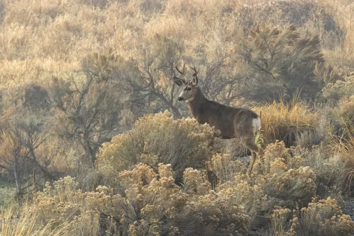 Framed Print : USA, Oregon, Malheur County, Malheur river, Odocoileus hemionus, Mule deer Framed Print : USA, Oregon, Malheur County, Malheur river, Odocoileus hemionus, Mule deer