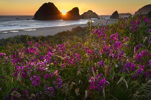 USA, Oregon, Oregon Coast, Pistol River, coastline and summer bloom