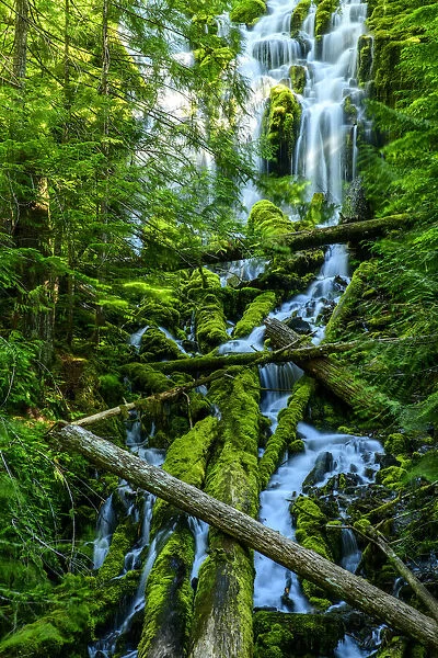 USA, Oregon, Oregon, Willamette National Forest, Upper, Proxy Falls
