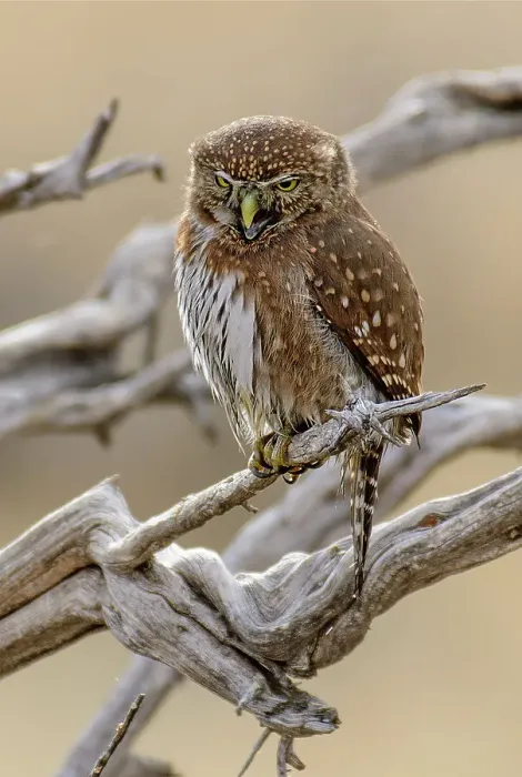 Framed Print : USA, Oregon, Rancho Las Hierbas, Northern pygmy owl, Glaucidium gnoma Framed Print : USA, Oregon, Rancho Las Hierbas, Northern pygmy owl, Glaucidium gnoma