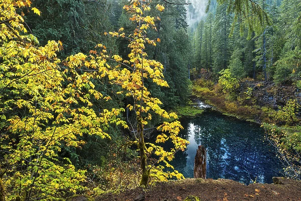 USA, Oregon, Willamette National Forest, Blue Pool on the McKenzie River, Tamolitch Pool