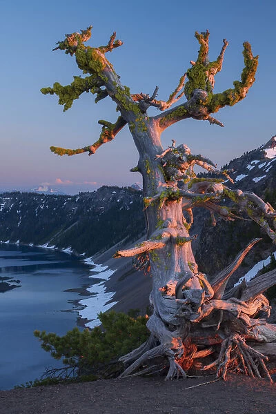 USA, Pacific Northwest, Cascade Mountains, Oregon, Crater Lake, National Park, lone tree