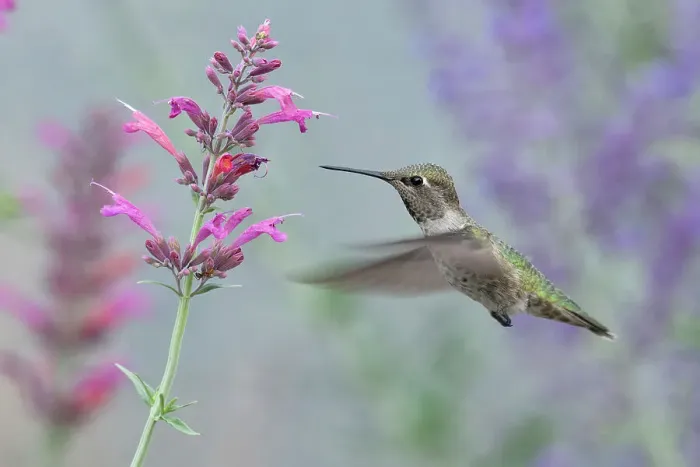 Framed Print : USA, Pacific Northwest, Oregon, Deschutes County, Deschutes National Forest, Selasphorus rufus, Rufous hummingbird Framed Print : USA, Pacific Northwest, Oregon, Deschutes County, Deschutes National Forest, Selasphorus rufus, Rufous hummingbird