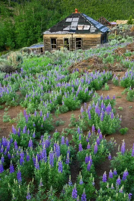 Framed Print : USA, Rockies, Montana, Comet Ghost Town, Lupine