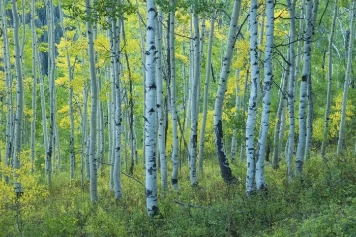 Framed Print : USA, Rocky Mountains, Colorado, Crested Butte, Aspen forest Framed Print : USA, Rocky Mountains, Colorado, Crested Butte, Aspen forest