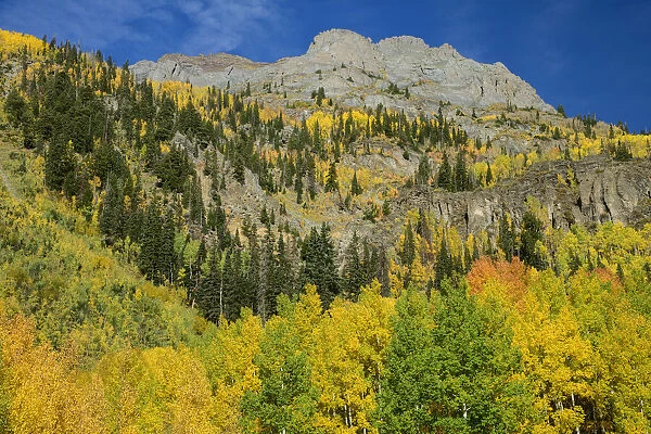 USA, Rocky Mountains, Colorado, Ouray, Million Dollar Highway, Aspen in fall