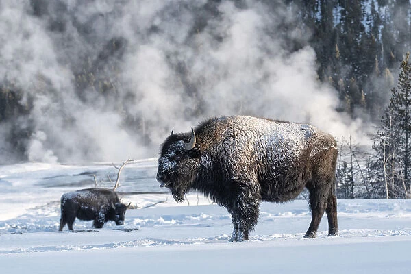 USA, Rocky Mountains, Wyoming, Yellowstone National Park, Bison, Bison in snow
