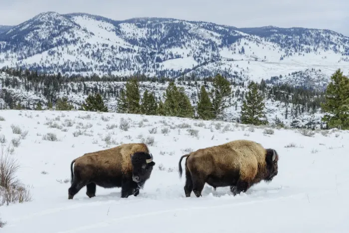 Framed Print : USA, Rocky Mountains, Wyoming, Yellowstone National Park, UNESCO, World Heritage, Bison Framed Print : USA, Rocky Mountains, Wyoming, Yellowstone National Park, UNESCO, World Heritage, Bison