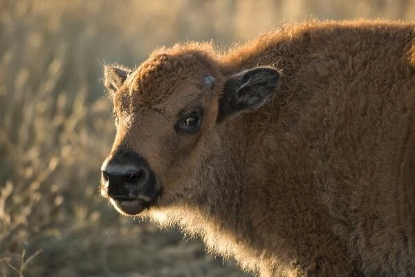 USA, South Dakota, Black Hills, Custer, State Park, wildlife, American bison calf
