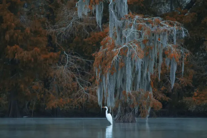 Framed Print : USA, South, Louisiana, Ardea alba, Great White Heron Framed Print : USA, South, Louisiana, Ardea alba, Great White Heron