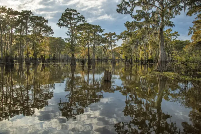Framed Print : USA, South, Louisiana, Atchafalaya basin, Bald Cypress swamp Framed Print : USA, South, Louisiana, Atchafalaya basin, Bald Cypress swamp