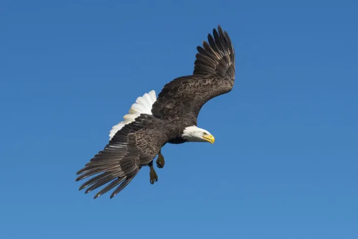 Framed Print : USA, South, Louisiana, Bald Eagle in flight