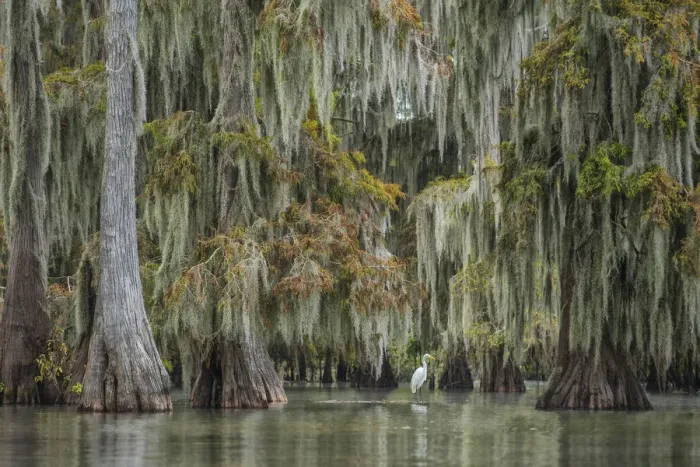 Framed Print : USA, South, Louisiana, Great White Heron Framed Print : USA, South, Louisiana, Great White Heron