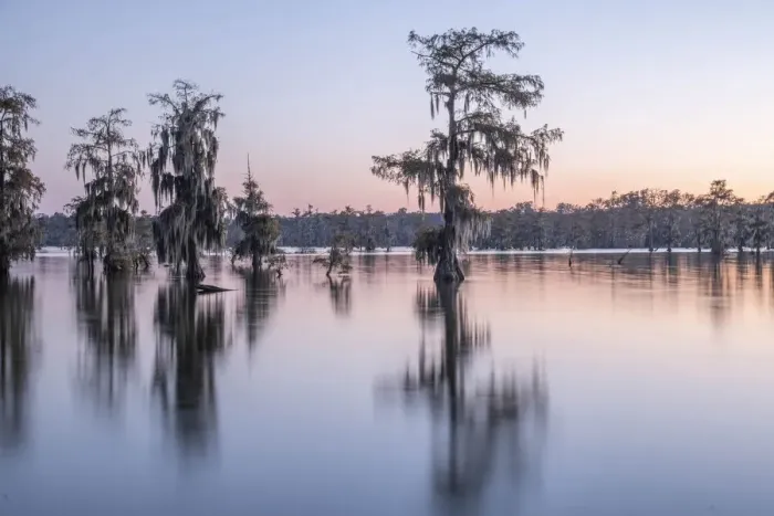 Framed Print : USA, South, Louisiana, Lake Martin Framed Print : USA, South, Louisiana, Lake Martin