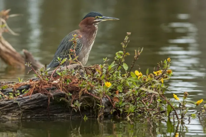 Framed Print : USA, South, Louisiana, Lake Martin, Butorides virescens, Green Heron Framed Print : USA, South, Louisiana, Lake Martin, Butorides virescens, Green Heron