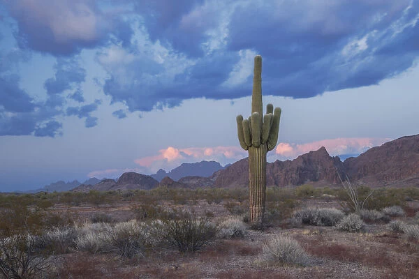 USA; Southwest, Arizona, Kofa Mountains, Saguaro cactus