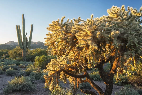 USA, Southwest, Arizona, Phoenix, Cactus at Lost Dutchman State Park