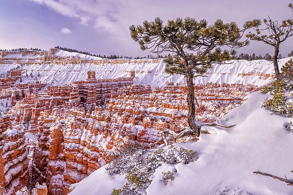 USA, Southwest, Colorado Plateau, Utah, Bryce Canyon, National Park