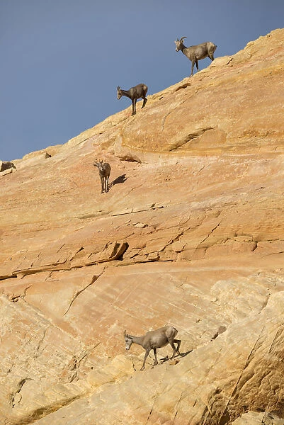 USA, Southwest, Nevada, Valley of Fire, State Park, desert Bighorn sheep, Ovis canadensis