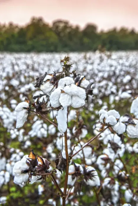 Framed Print : USA, Statesboro, Georgia, Cotton Field, Autumn Framed Print : USA, Statesboro, Georgia, Cotton Field, Autumn
