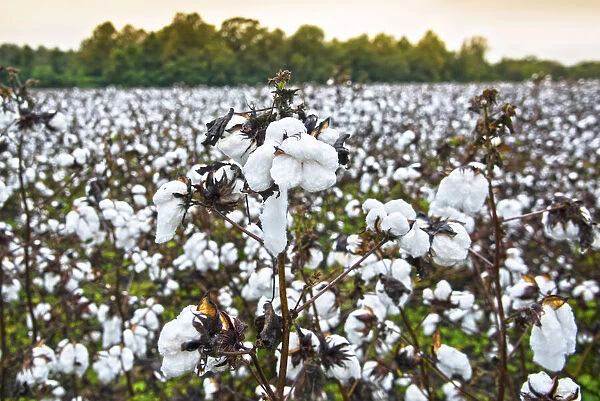 USA, Statesboro, Georgia, Cotton Field, Autumn