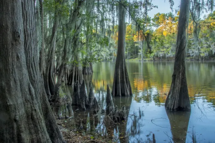 Framed Print : USA, Texas, Caddo lake Framed Print : USA, Texas, Caddo lake