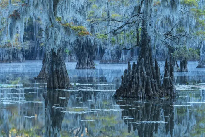 Framed Print : USA, Texas, Caddo lake Framed Print : USA, Texas, Caddo lake