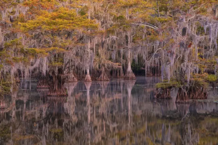 Framed Print : USA, Texas, Caddo lake in autumn Framed Print : USA, Texas, Caddo lake in autumn