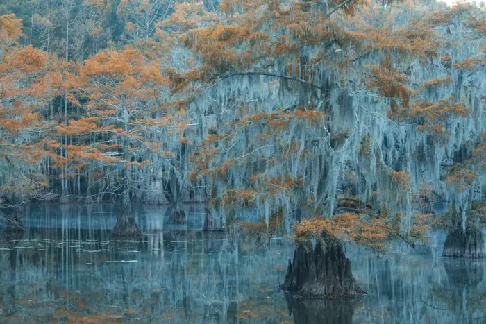 Framed Print : USA, Texas, Caddo lake, Bald Cypress in autumn Framed Print : USA, Texas, Caddo lake, Bald Cypress in autumn