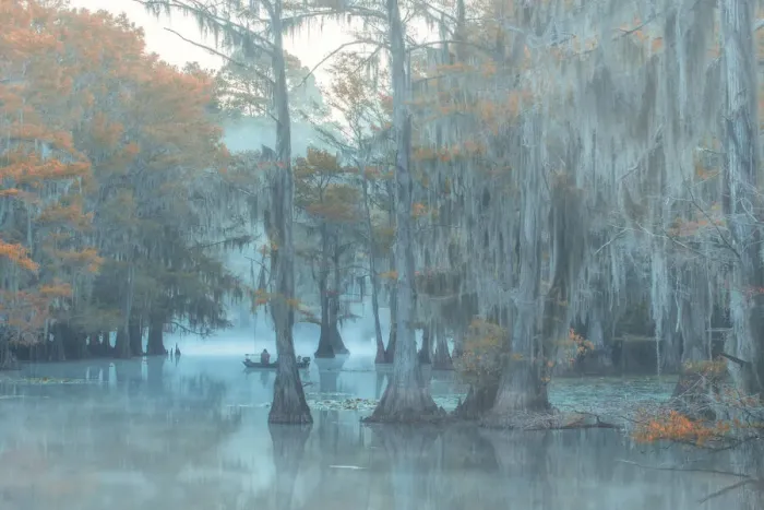 Framed Print : USA, Texas, Caddo lake (dm) Framed Print : USA, Texas, Caddo lake (dm)