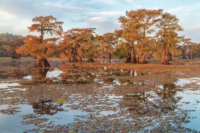 Framed Print : USA, Texas, Uncertain, Caddo Lake Framed Print : USA, Texas, Uncertain, Caddo Lake