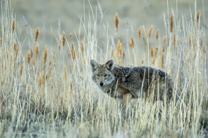 Framed Print : USA, Utah, Antelope Island State Park, Coyote, Canis latrans Framed Print : USA, Utah, Antelope Island State Park, Coyote, Canis latrans