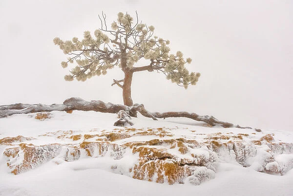 USA, Utah, Bryce Canyon National Park, Lone Tree in snow