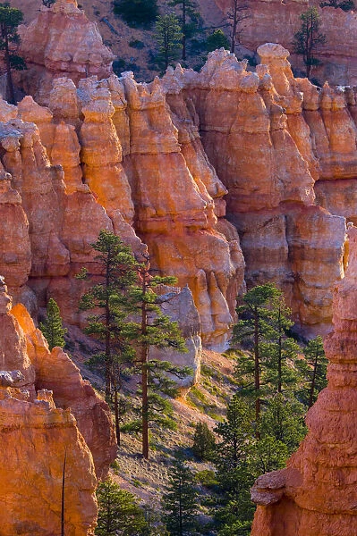 USA, Utah, Bryce Canyon National Park, near Sunset Point