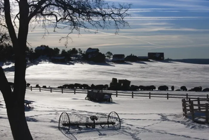 Framed Print : USA, Utah, Mt. Carmel Junction, buffalo ranch, winter