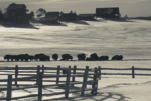 USA, Utah, Mt. Carmel Junction, buffalo ranch, winter