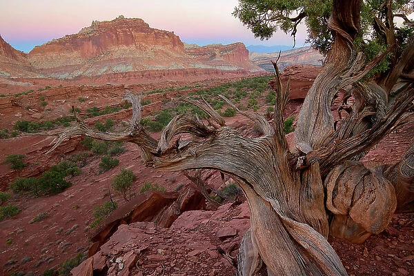 USA, Utah, Southwest, Colorado Plateau, Capitol Reef, National Park, old Juniper tree