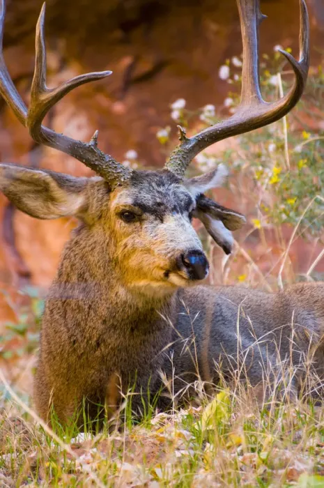 Framed Print : USA, Utah, Zion National Park, Mule Deer Buck Framed Print : USA, Utah, Zion National Park, Mule Deer Buck