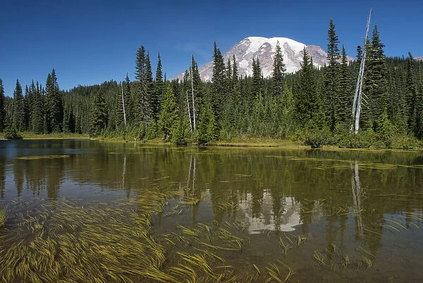 USA, Washington, Mount Rainier National Park, Reflection of Mt. Rainier