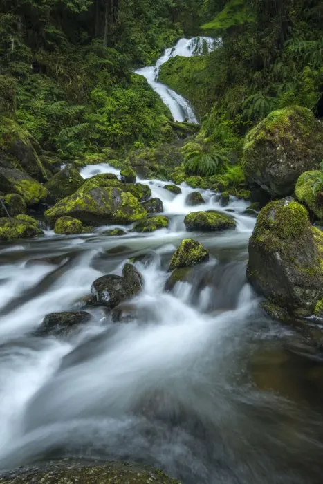 Framed Print : USA, Washington, Olympic Mational Park, Quinault Rain Forest Framed Print : USA, Washington, Olympic Mational Park, Quinault Rain Forest