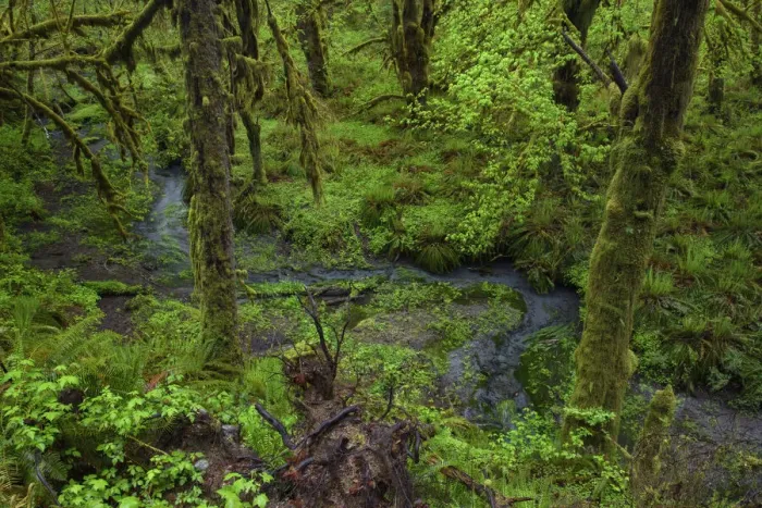 Framed Print : USA, Washington, Olympic Mational Park, Quinault Rain Forest
