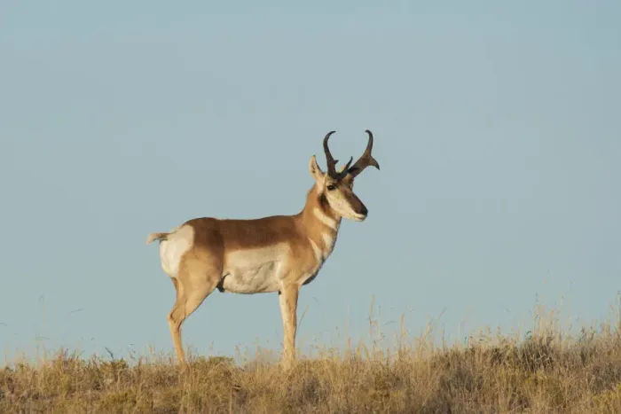 Framed Print : USA, West Texas, Big Bend National Park, Pronghorn buck Framed Print : USA, West Texas, Big Bend National Park, Pronghorn buck